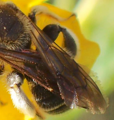 Macropis (europaea-fulvipes)